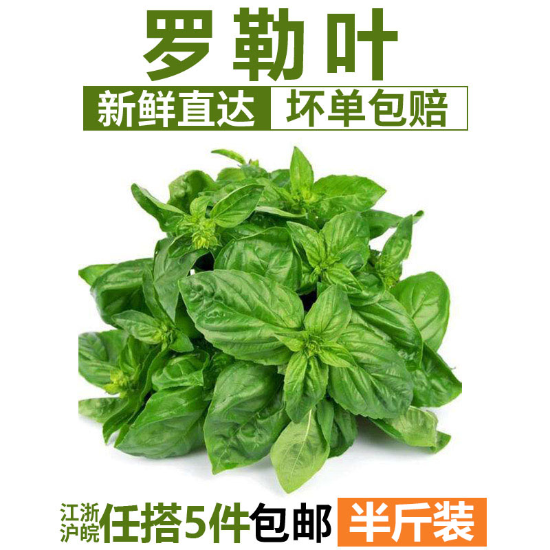罗勒叶250g 新鲜食用西餐香料披萨草甜罗勒 欧罗 江浙沪皖5件包邮