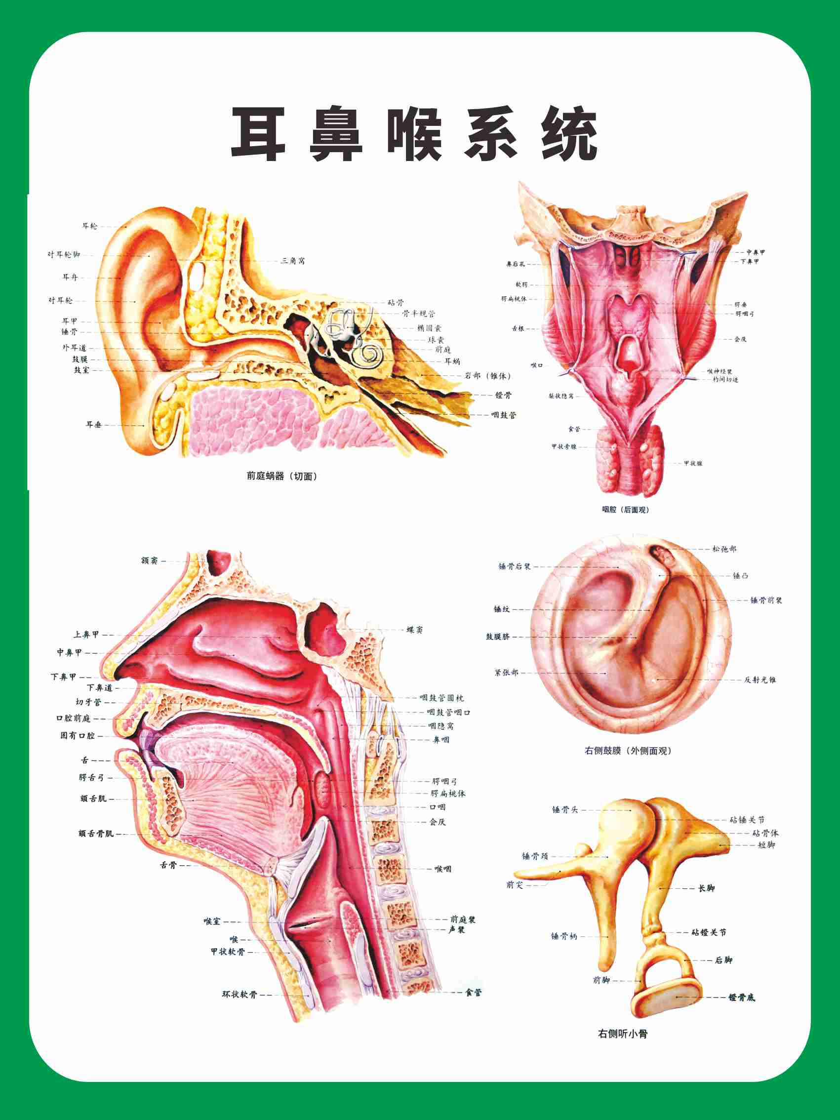 m768医院耳鼻喉科门诊所耳鼻喉系统2522海报印制喷绘写真