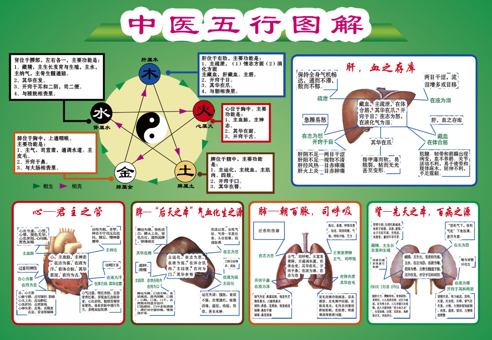 人体对应五行关系图图片