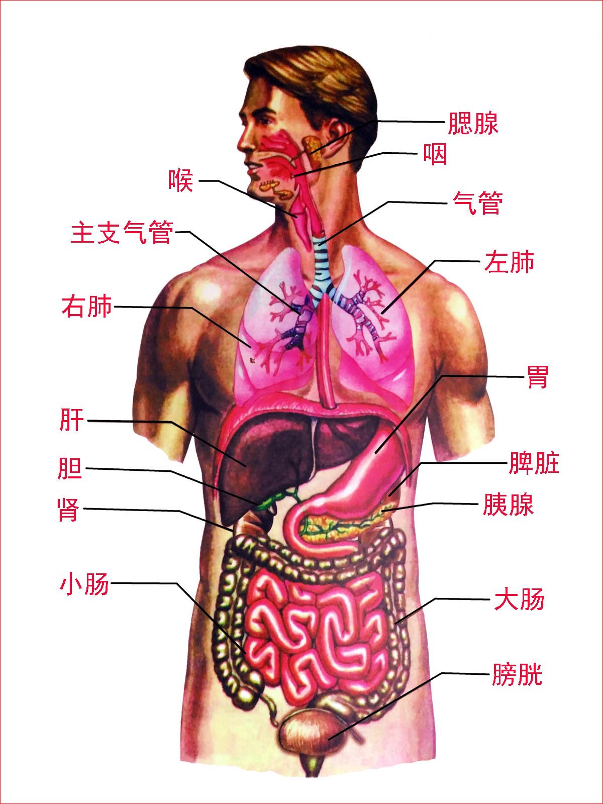 人体消化道构造图图片