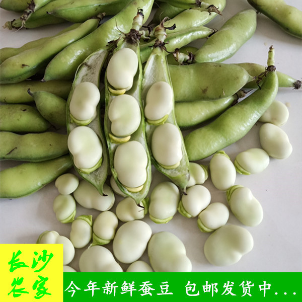 长沙农家 【2斤4斤】湖南新鲜蔬菜嫩蚕豆带壳罗汉豆当季青豆夹