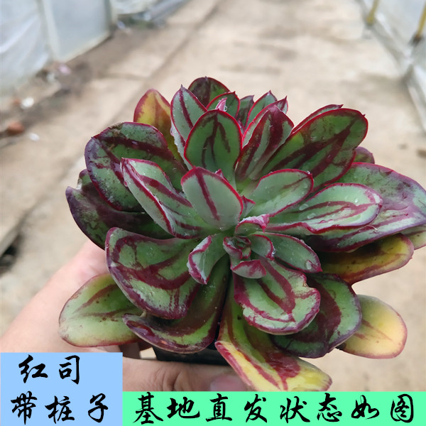 龙骨红司多肉老桩裸根发货状态如图超大肉肉组合满28包邮