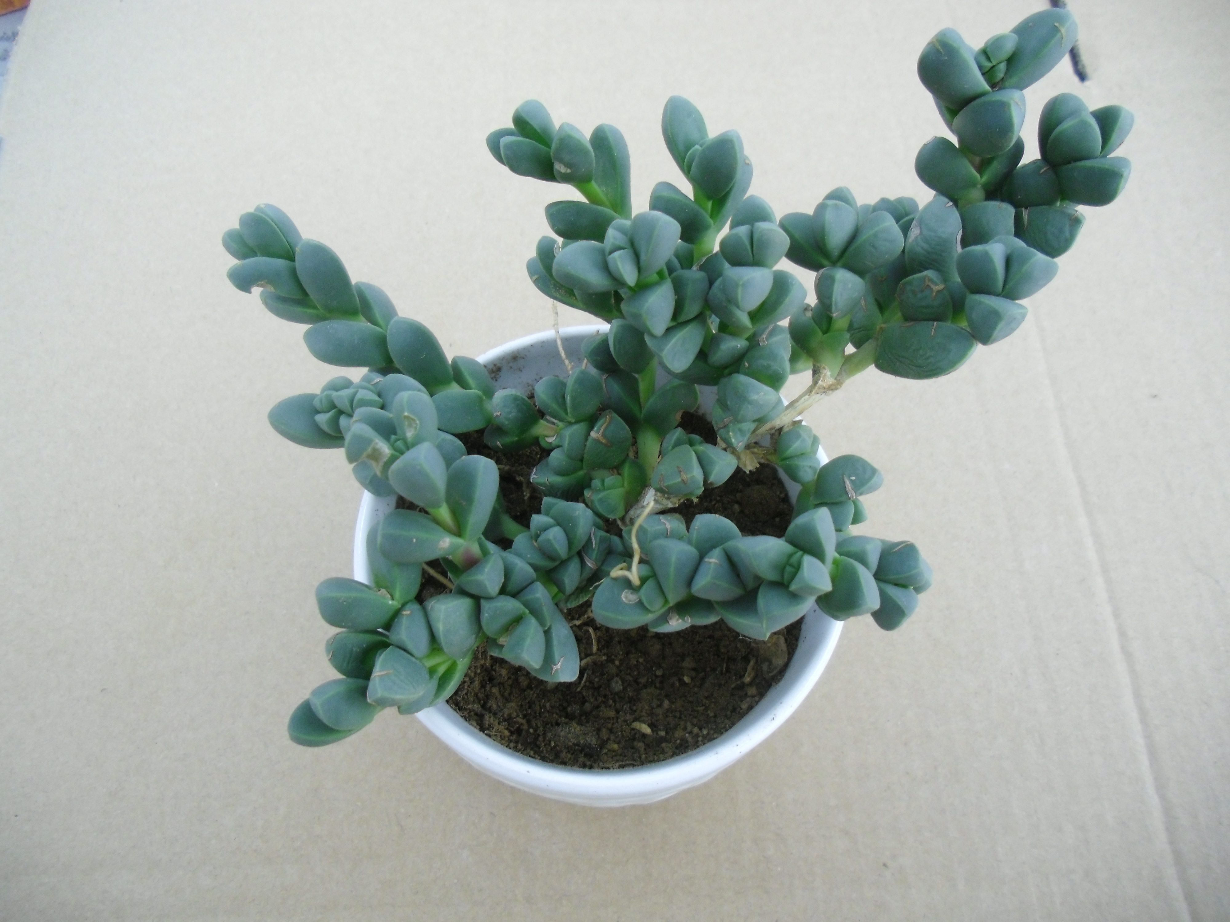 多肉植物《鹿角海棠》又名熏波菊～绿色植物～夏季开花4-6cm