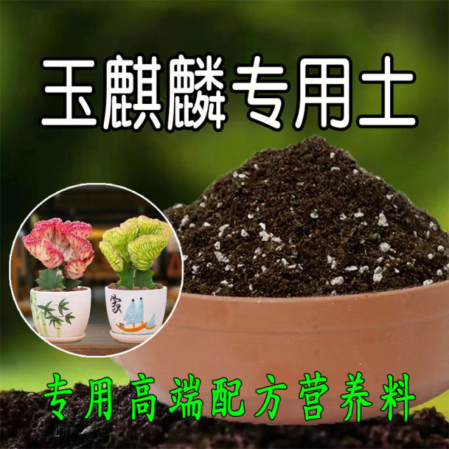 玉麒麟专用土多肉营养土养花土盆栽土种花土壤有机肥料种植腐殖土