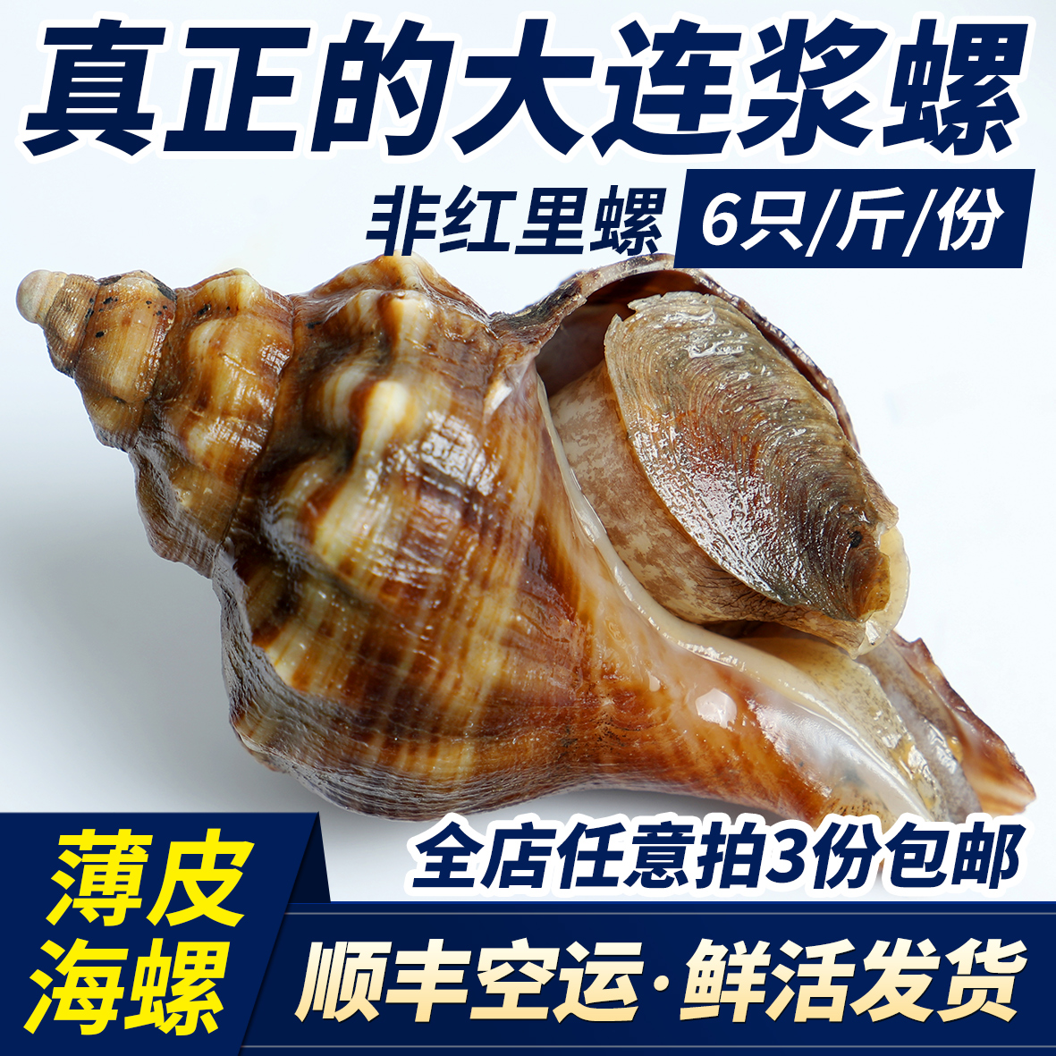 大连鲜活獐子岛海螺浆螺香螺响锣渤海湾海鲜非红里螺新鲜1斤6头