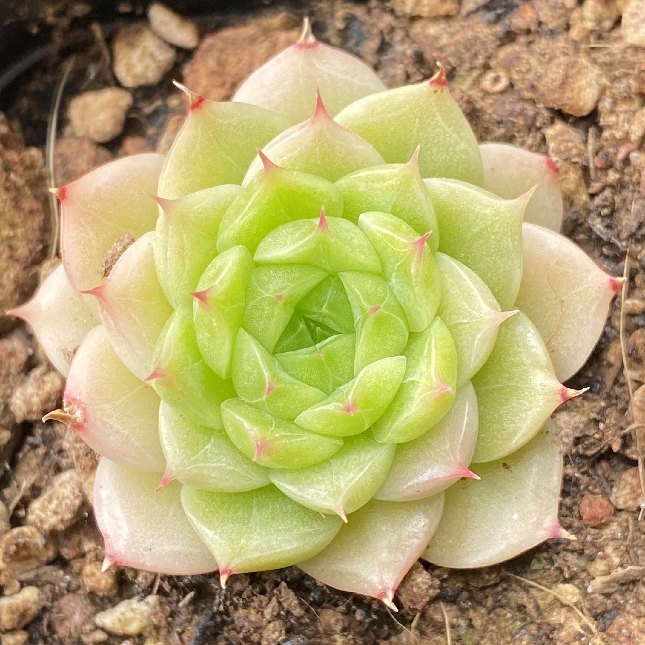 (可捡漏)慢悠花房精品多肉专0420麦秆女王玫瑰新品杂交专场10号