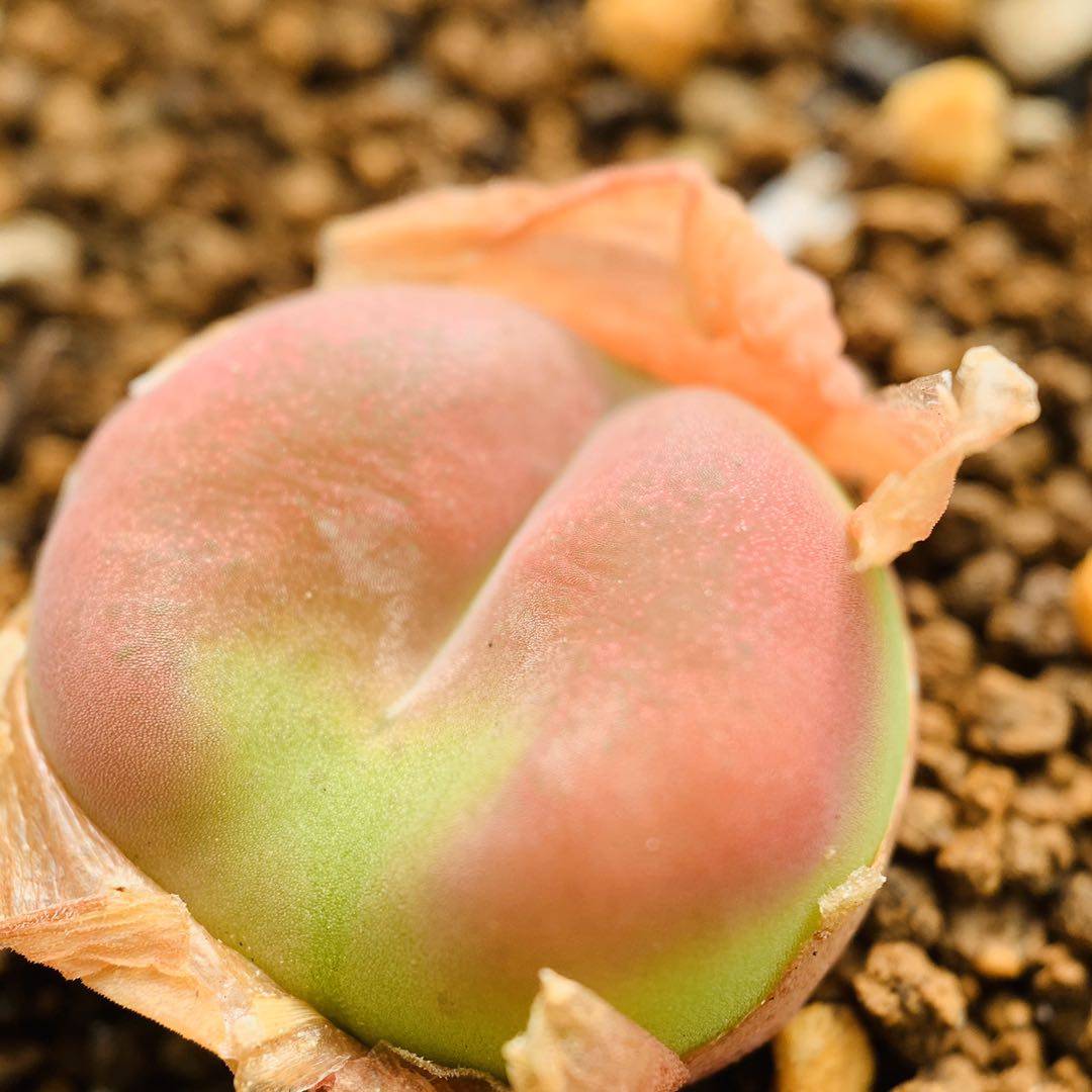 慢悠花房1220精品番杏科毛汉尼岛田生石花多肉植物671-675