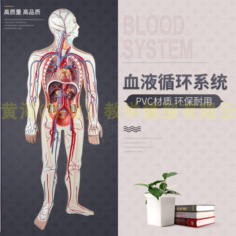 人体血液循环系统模型 全身血液循环 人体血管分布 心脏功能演示