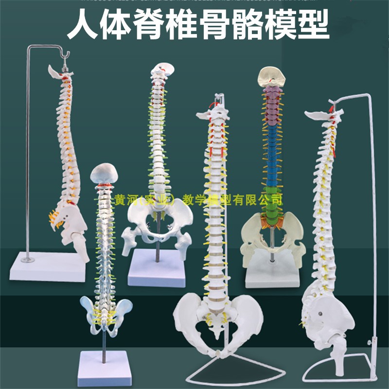 人体脊柱模型1:1成人正骨练习脊椎模型颈椎腰椎人体骨骼模型骨架