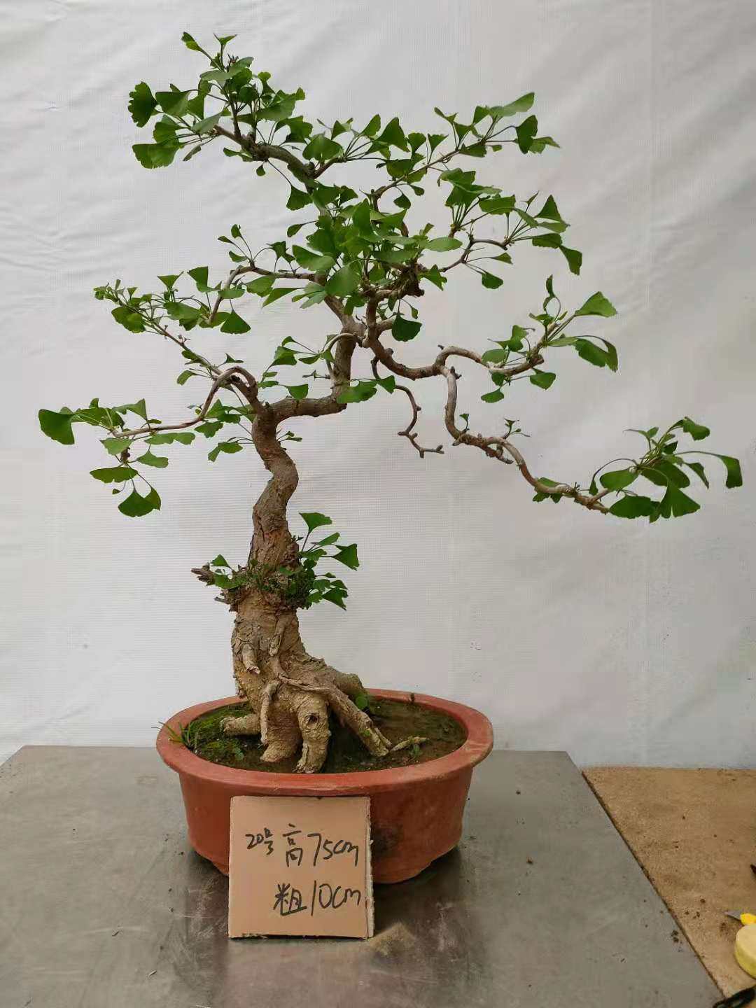 银杏盆景图片大全欣赏(银杏盆景图片大全欣赏图)