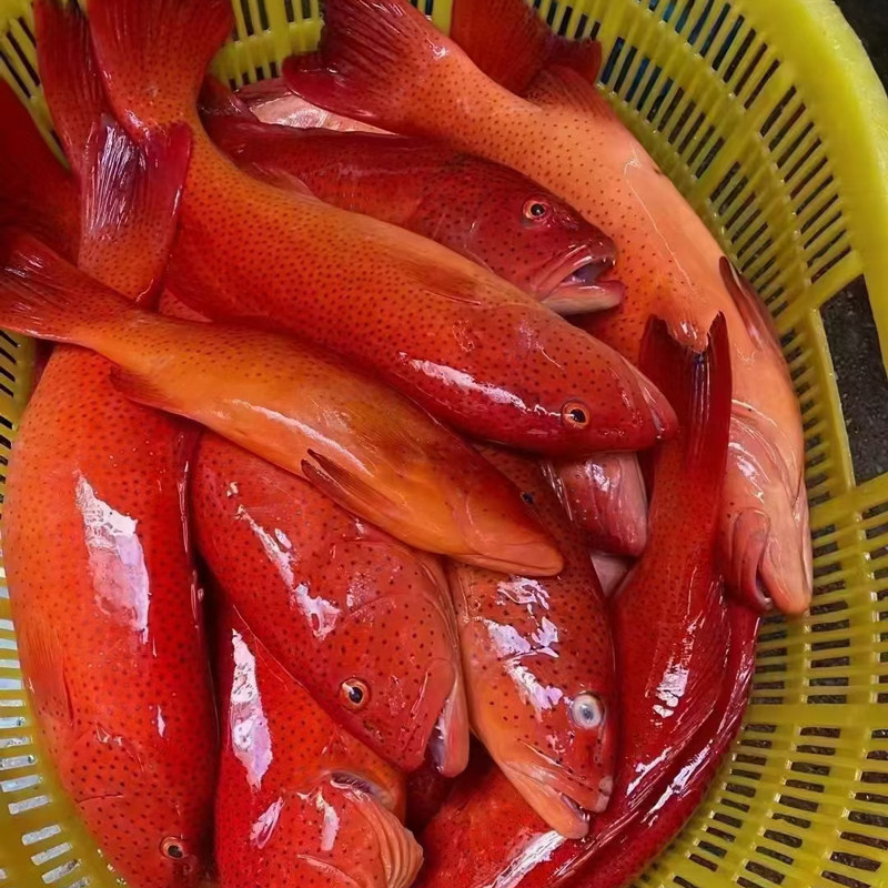 液氮东星斑鱼石斑鱼海鲜水产深海海鱼78两左右其它