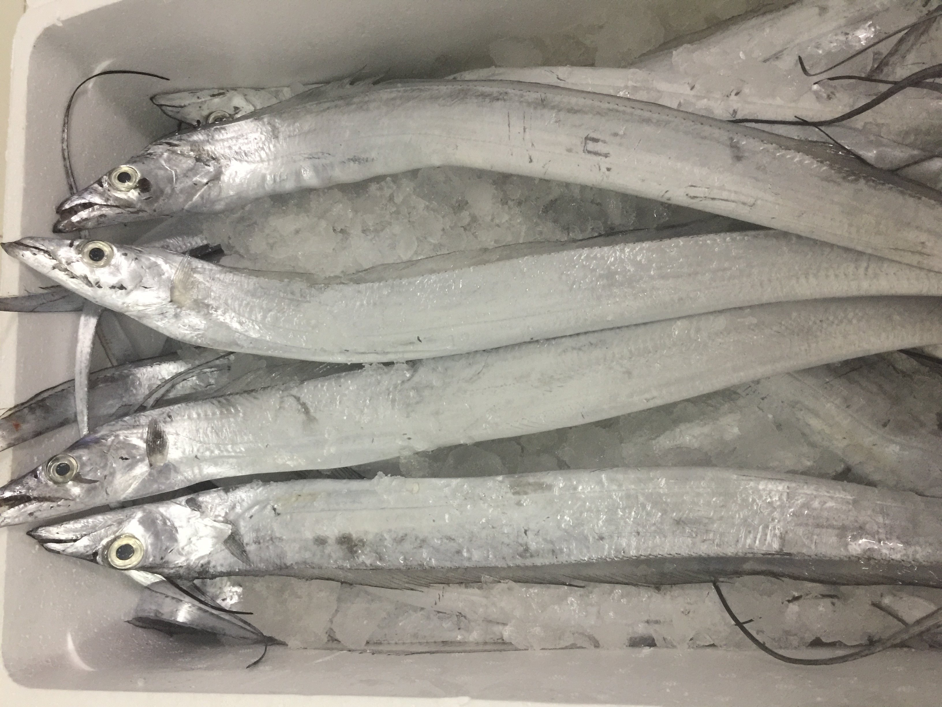 野生带鱼 一条7两到一斤 五斤起全国顺丰包邮