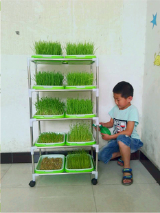 幼儿园植物角观察绿植花卉室内种子芽自然角儿童种植小盆栽水培区