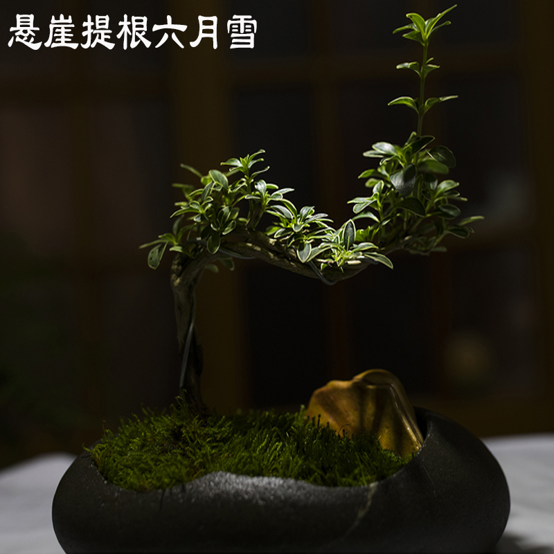 六月雪盆栽悬崖微型植物提根老桩绿植迷你造景花盆百花桌面植物