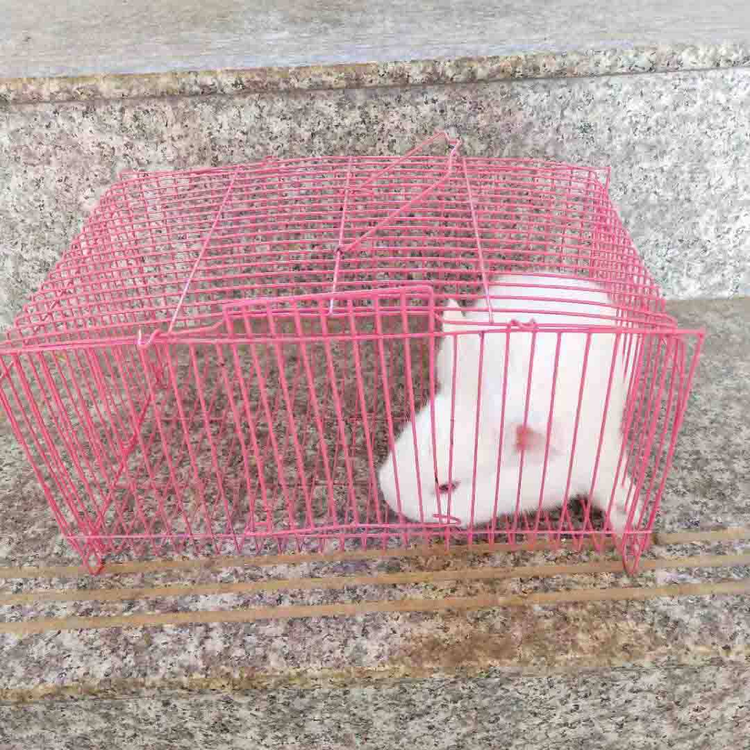 萌宠小兔笼买兔子必拍运输笼子运输笼子是一次性的不退不换