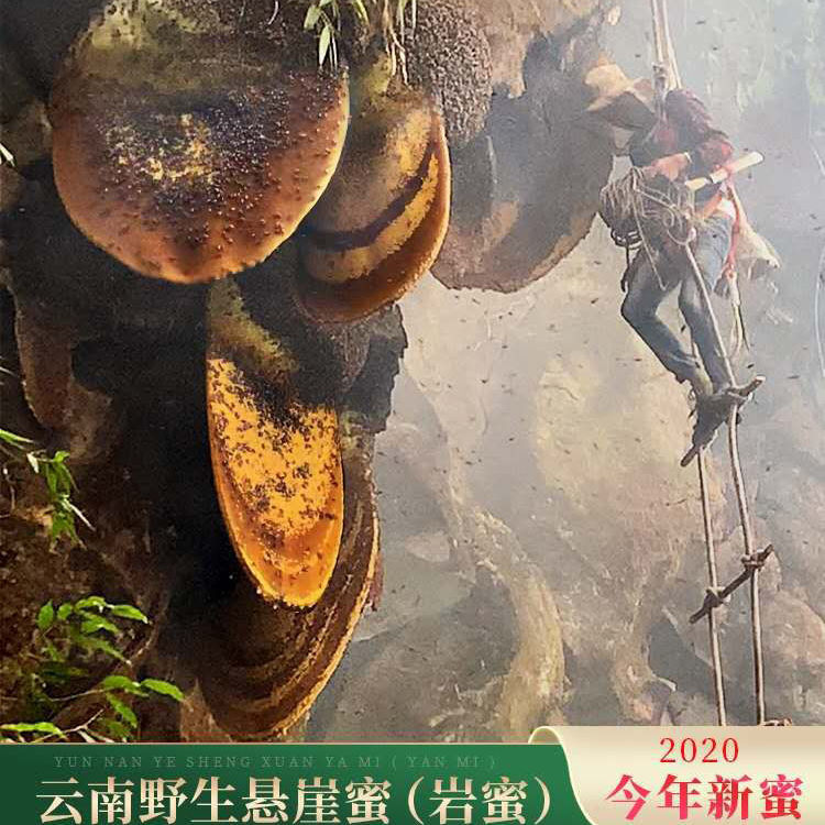 云南崖蜜野生岩蜂蜜悬崖黑大蜜蜂纯正天然喜马拉雅巨蜂成熟蜂巢蜜
