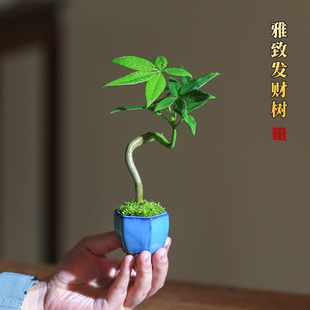 发财树迷你小盆栽室内桌面绿植创意植物四季常青招财盆景办公室