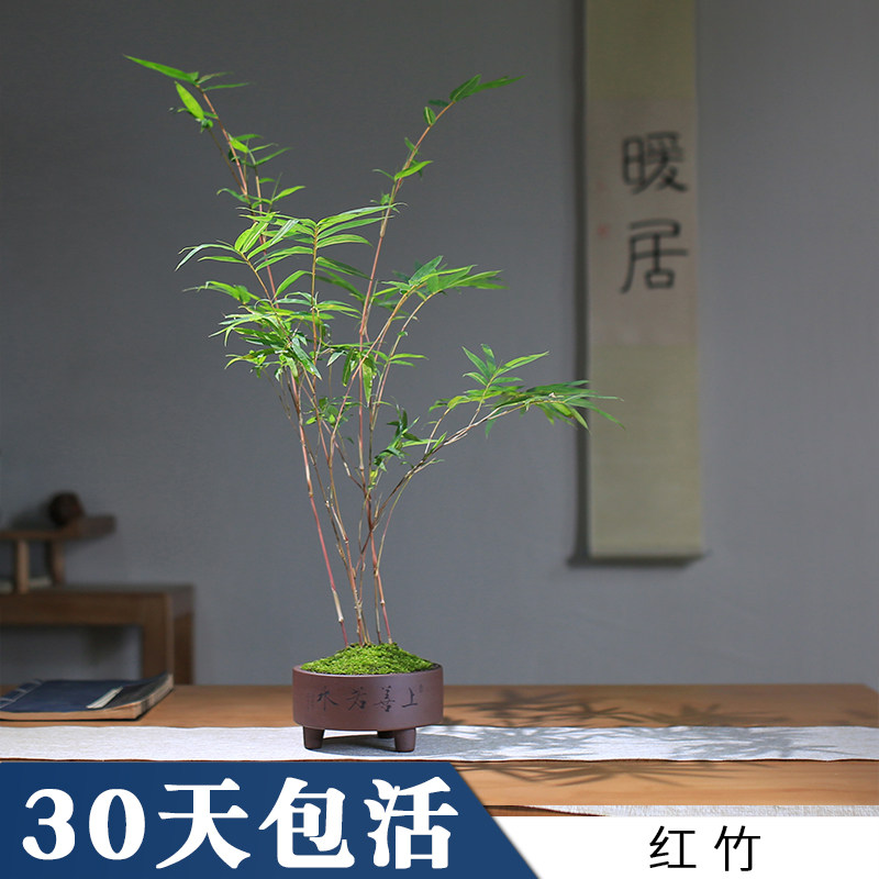 红竹桌面盆栽绿植红寒竹红观音竹花叶办公书房庭院阳台竹盆景竹苗