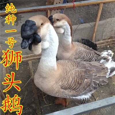 狮头鹅活苗特大