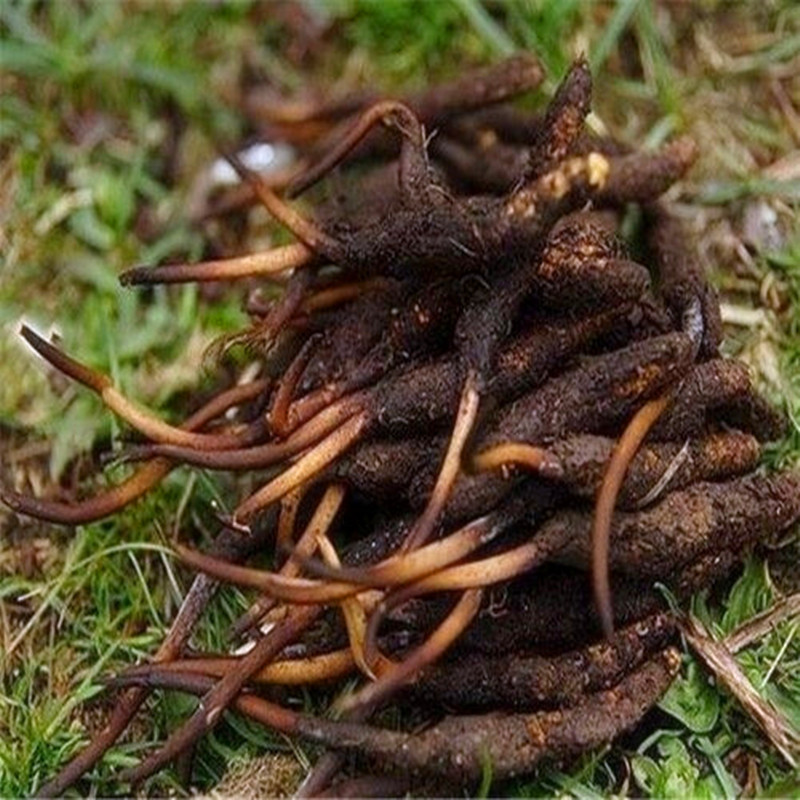 冬虫夏草种子 冬虫夏草苗 虫草种植苗药材苗净化空气绿植花卉盆栽