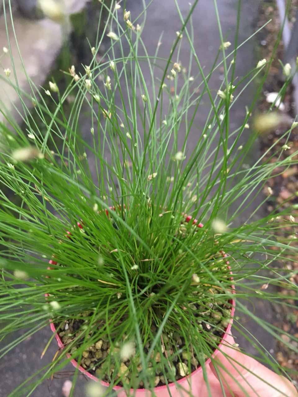 日本山野草 画眉菅 进口盆栽山野草盆景 带盆发货