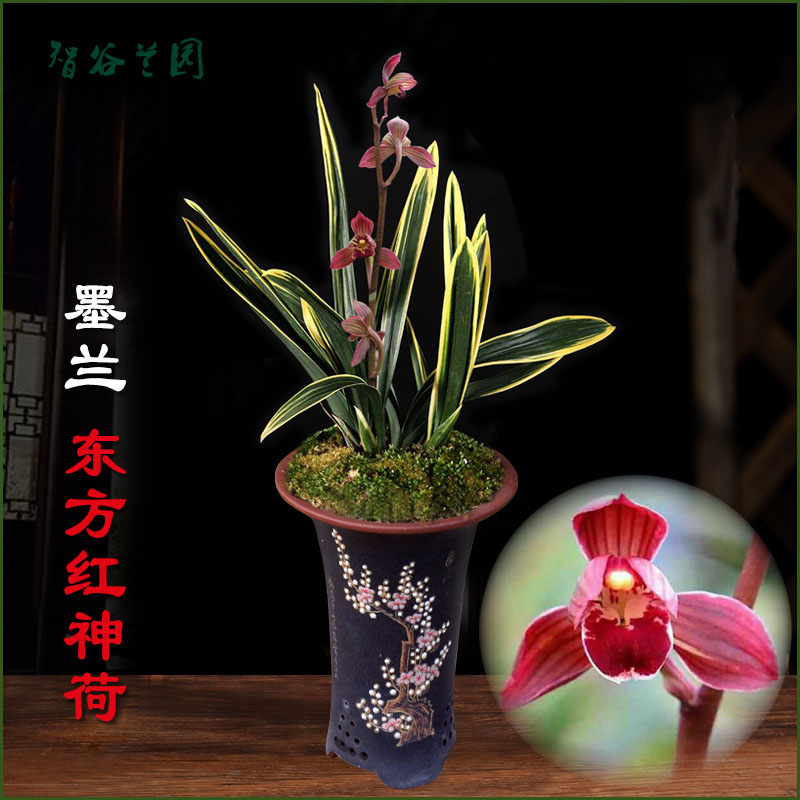 兰花红荷冠矮种墨兰东方红神荷建兰禅月达摩迷你小盆栽阳台花卉