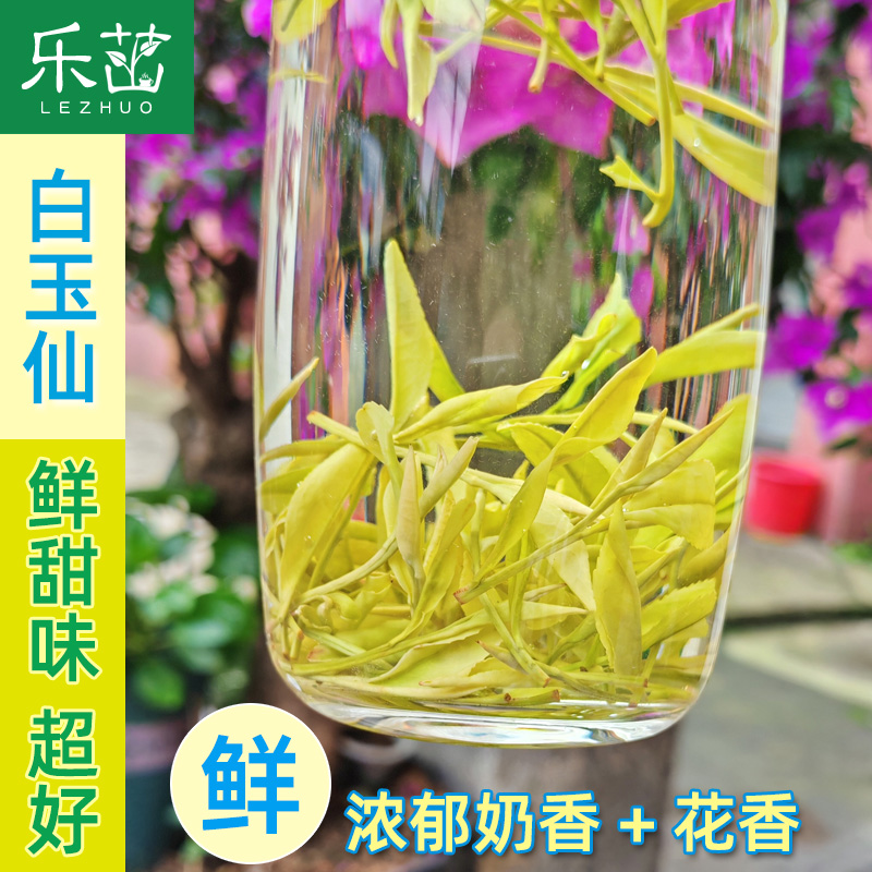 奶白花香-白玉仙茶(景白2号)20