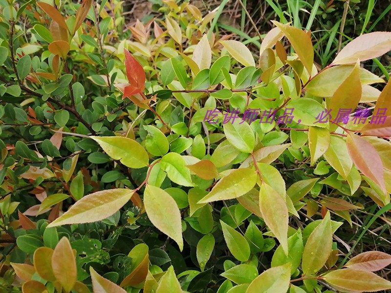 兰溪深山野生新鲜现采乌饭叶黑饭南烛叶新品江浙沪3份包邮农产品