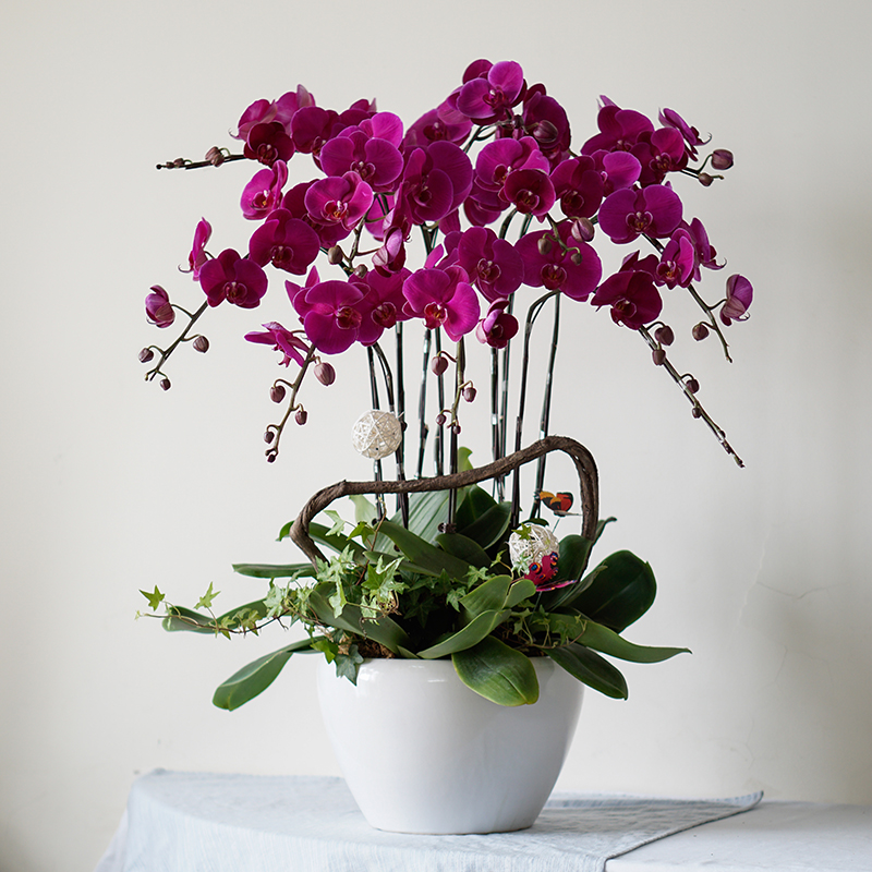 蝴蝶兰盆栽特级