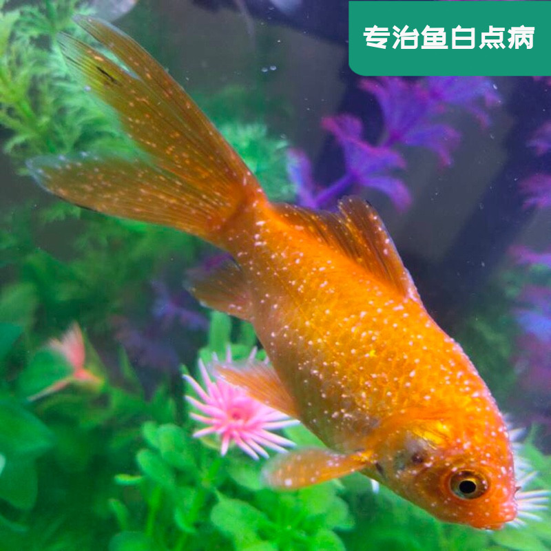 观赏鱼白点病小瓜虫治疗白点灵白点净淡水热带冷水鱼预防水剂鱼药