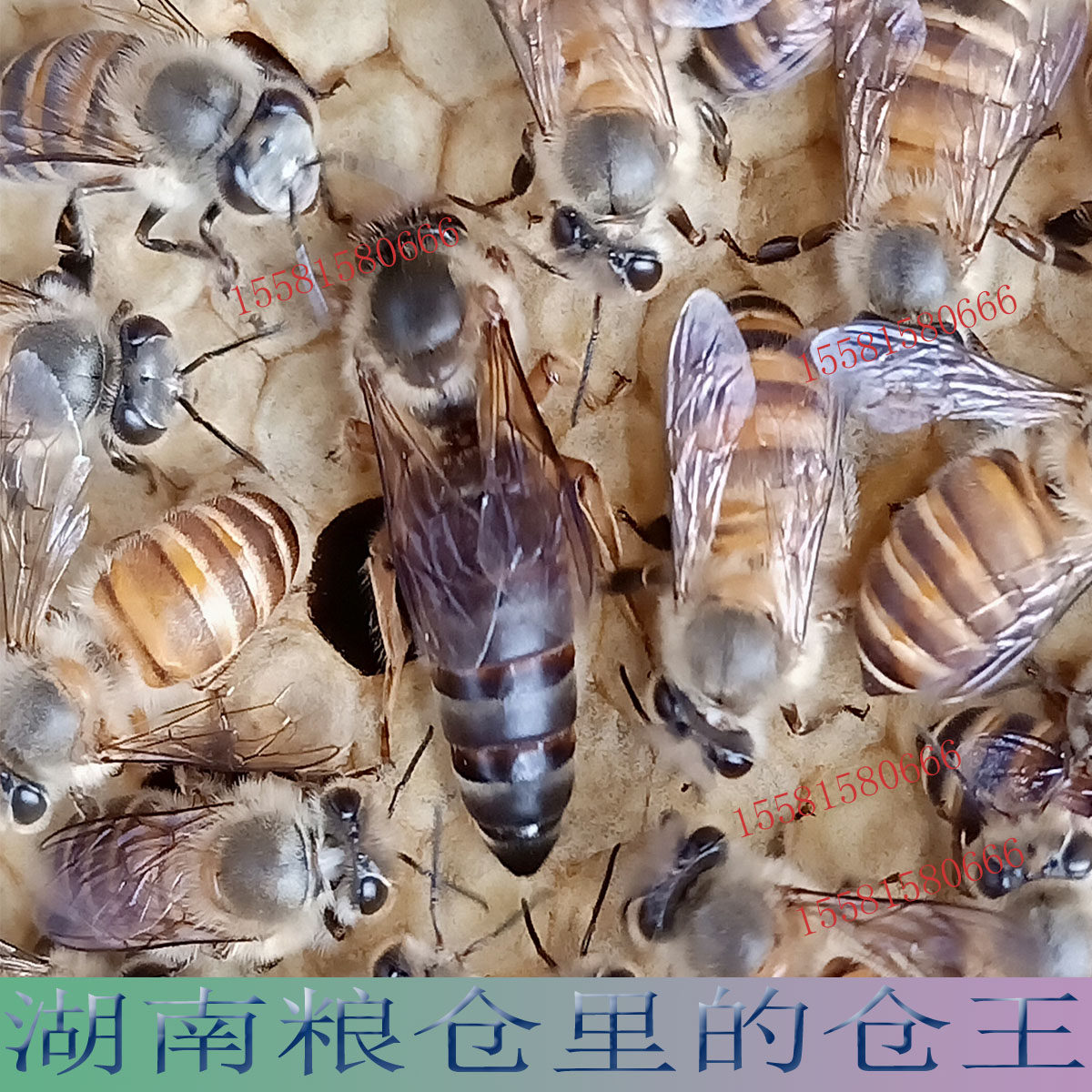 中蜂王湖南仓蜂王蜂王中华蜜蜂仓王怀化仓蜂种王畜牧养殖发财蜂业