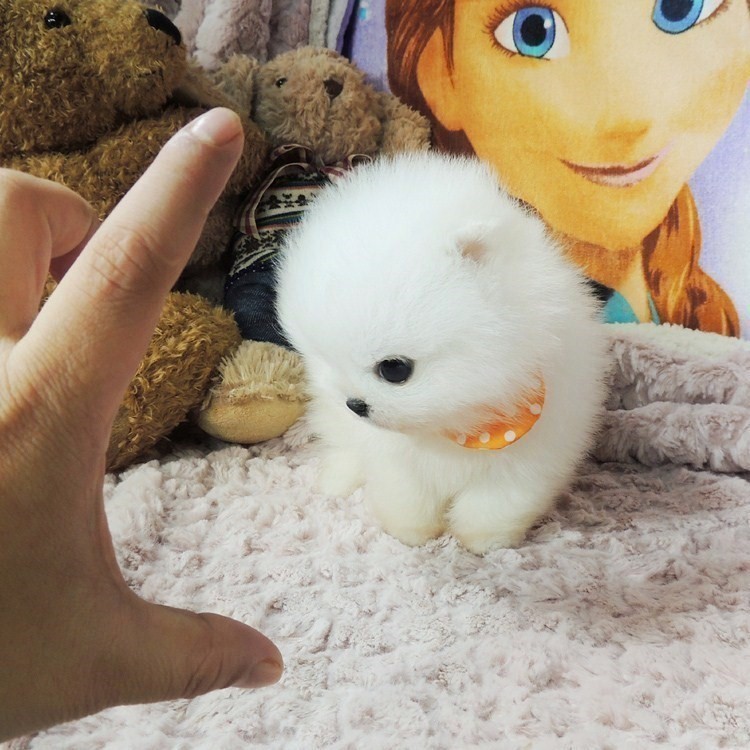 活体长不大博美幼犬 茶杯杯子小型犬袖珍小狗狗包纯种可爱狗宠物