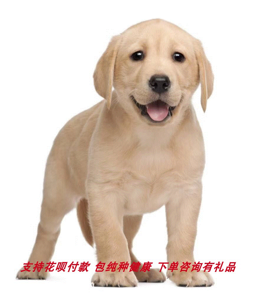 纯种拉布拉多幼犬神犬小七活体宠物狗狗巡回家养导盲犬的幼崽出售|ruв категории животное/Животное питание и принадлежностей, Пэт жизнь услуг, подготовки, Пэт - от Buy2taobao.com для оказания профессиональной услуги покупки агента Taobao