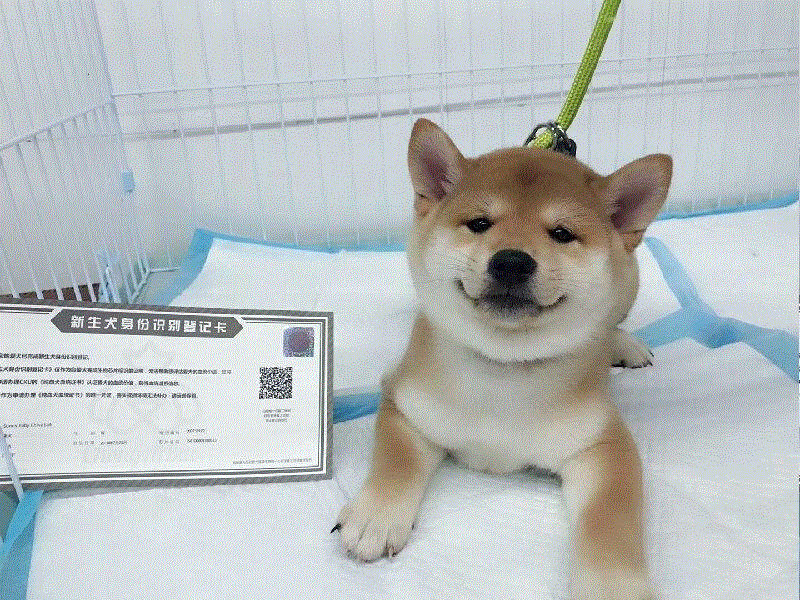 Sell Thoroughbred Shiba Inu Pets Dogs living thing free Adoption living thing Large dogs Giant Dog Akitas Puppiesin the Pet/Pet food and supplies , Pet Life Services , Pet Training category - from Buy2taobao.com to provide professional Taobao agent buy service