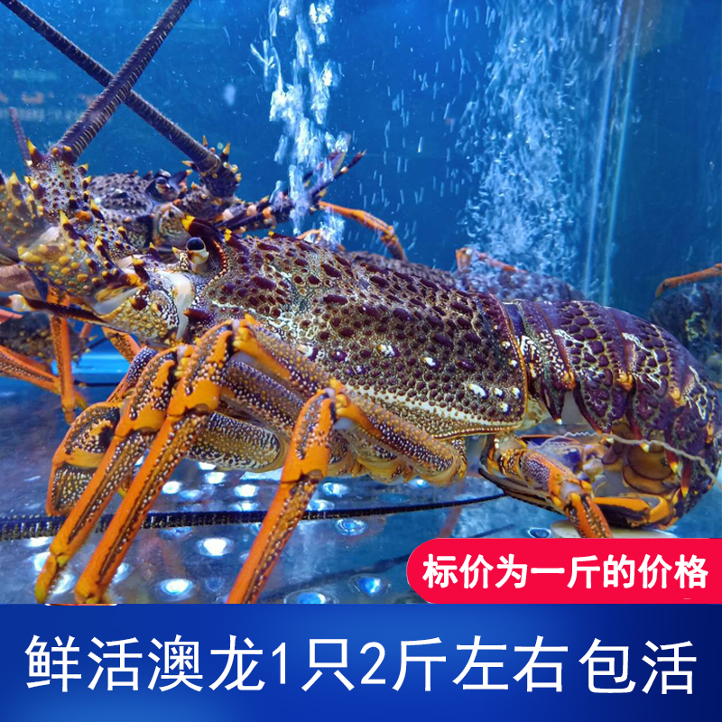 鲜活澳州野生大龙虾超大龙虾大澳龙进口生猛花龙青龙重庆海鲜水产