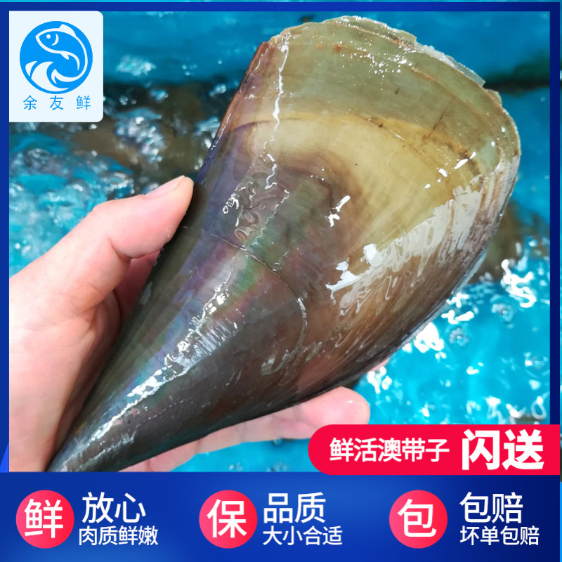 带子1个鲜活海鲜水产贝类澳带扇贝超大澳州扇贝柱