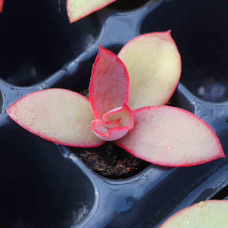 多肉植物凤凰精灵迷你萌萌防辐射甲醛花卉绿植多肉植物