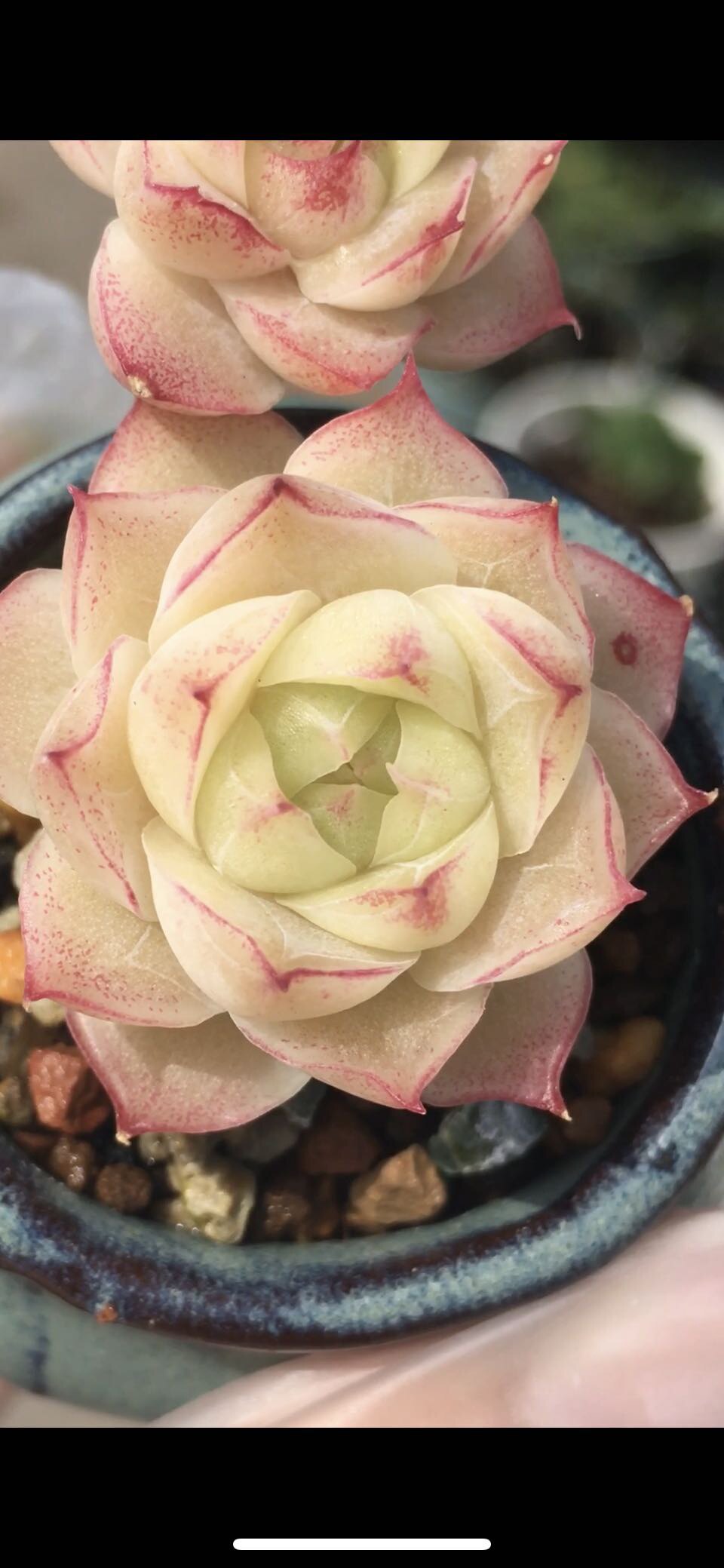 潘多拉多肉植物叶片叶子叶插红边线女王优选女王玫瑰