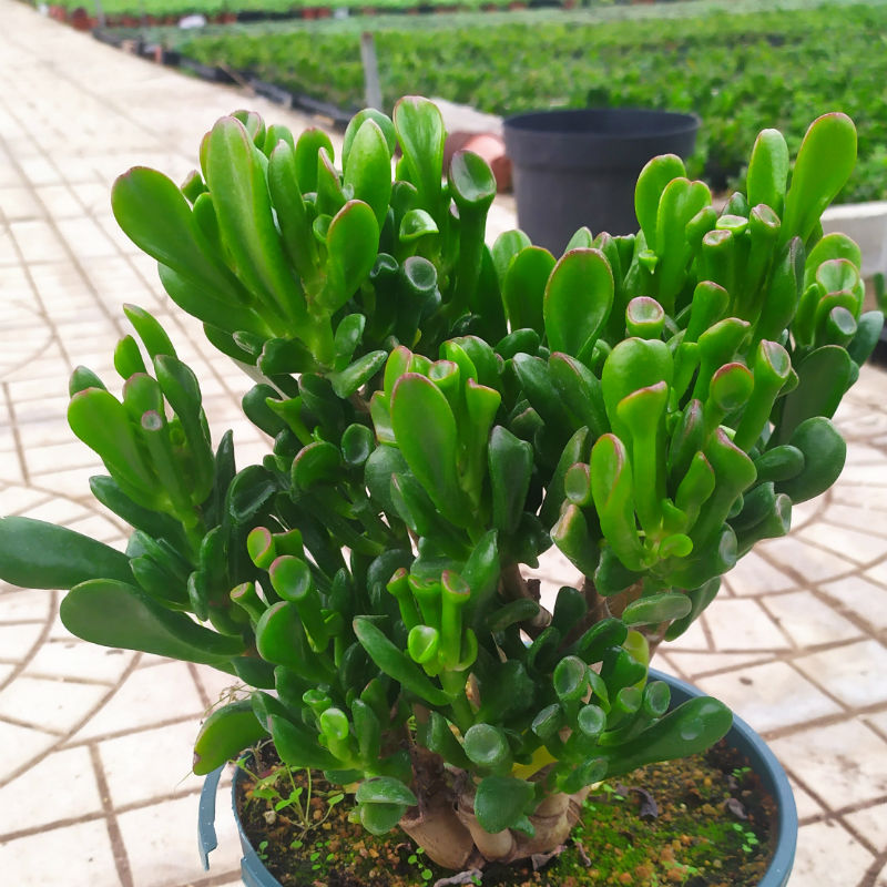 花卉_年宵多肉花卉招财猫吸财树又名筒叶花月大老桩趣味观叶型植物