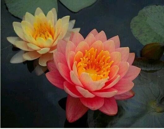 橙色日落耐寒睡莲花苗橘色桔色水生生水花卉时令草本花卉