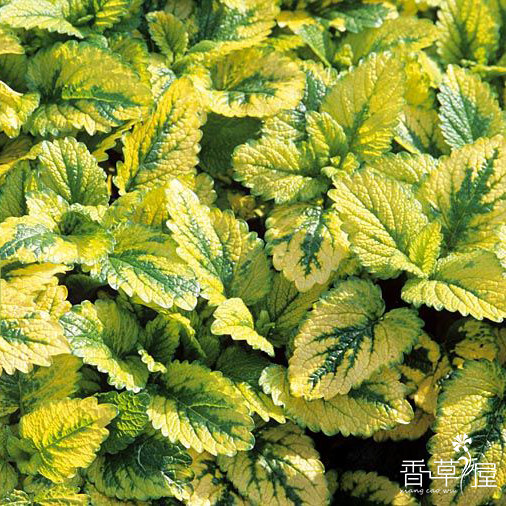 金叶香蜂草 柠檬香水薄荷  多年生耐寒耐热 香草盆栽  可食用