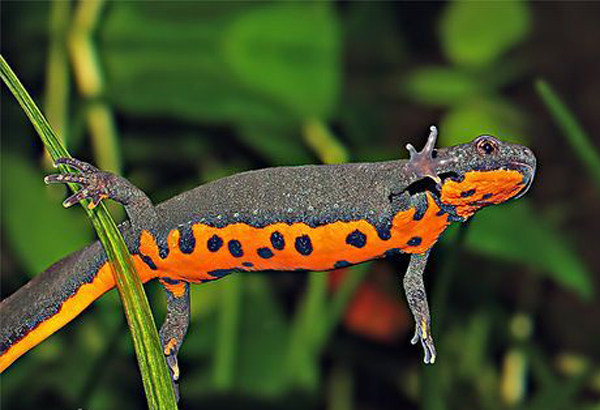 东方蝾螈 小型观赏鱼 四脚鱼 活体水族宠物 两栖 冷水火龙鱼包邮