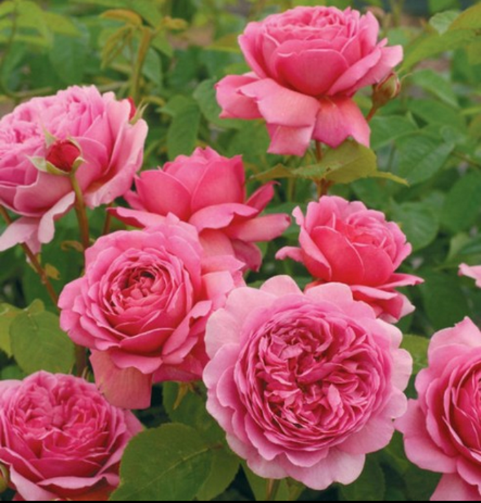 经典欧月苗 肯特公主月季花苗 丰花型灌木月季苗