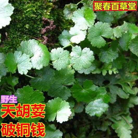 新鲜天胡荽 满天星 破铜钱 明镜草 盆上芫茜 星秀草500克顺丰_7折现价