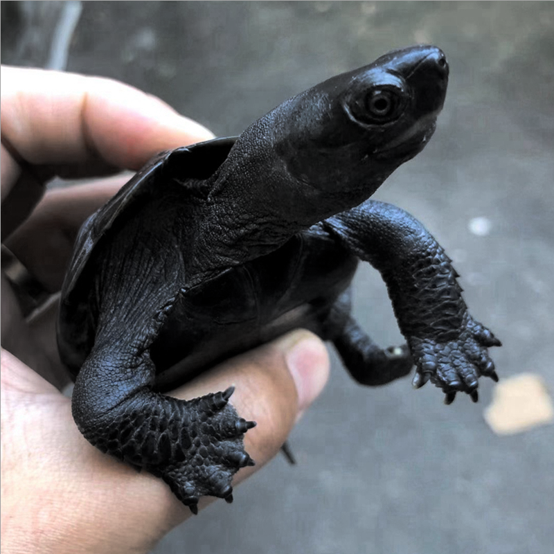 外塘顶墨龟纯种全黑小乌龟活物宠物龟小宠中华草龟苗金线长寿金线