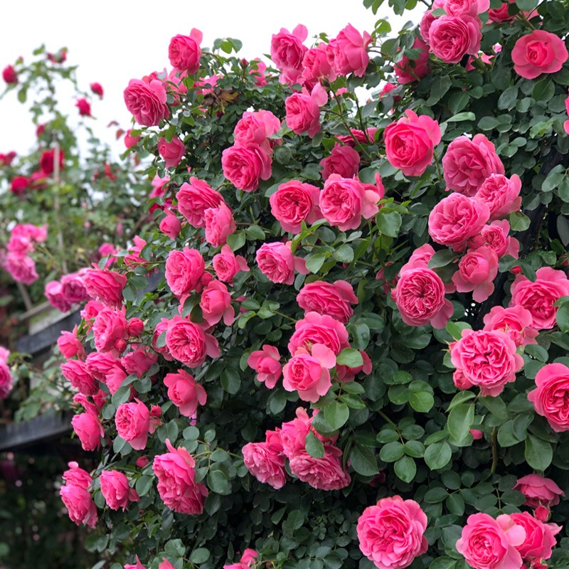 粉色达芬奇爬藤月季玫瑰花苗多季开花藤本攀援绿植庭院阳台大花