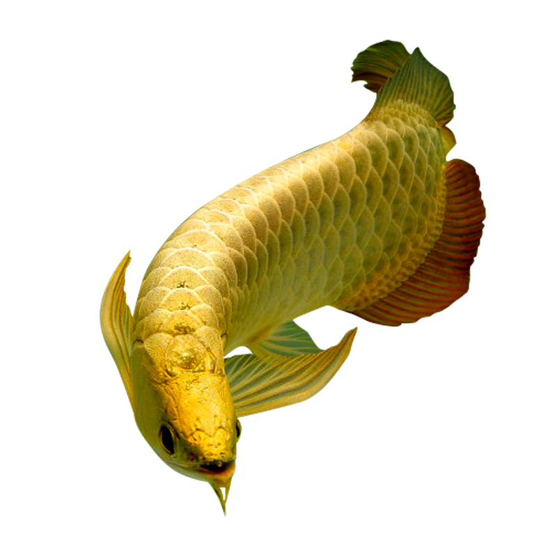 过背金龙鱼-特价促销-优惠券领取-价格|多少钱|什么牌子好-35优惠券