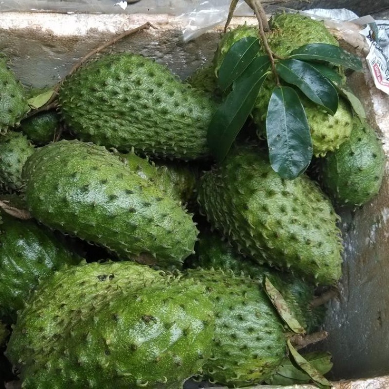热带Graviola 新鲜刺果番荔枝释迦果 soursop红毛榴莲五斤在类目 水产肉类/新鲜蔬果/熟食, 新鲜水果, 番荔枝/释迦中 - 来自Buy2taobao.com提供专业的淘宝代购服务