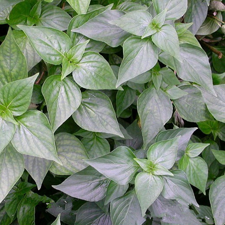 新鲜500g狗肝菜青蛇仔四籽马蓝岩冬菜龙狗肝野辣椒六角英