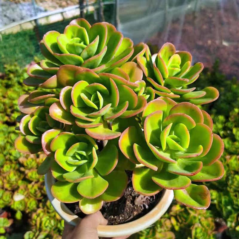 红梅多肉老桩群生多头窗台阳台盆栽植物包邮 云南大棚基地发货